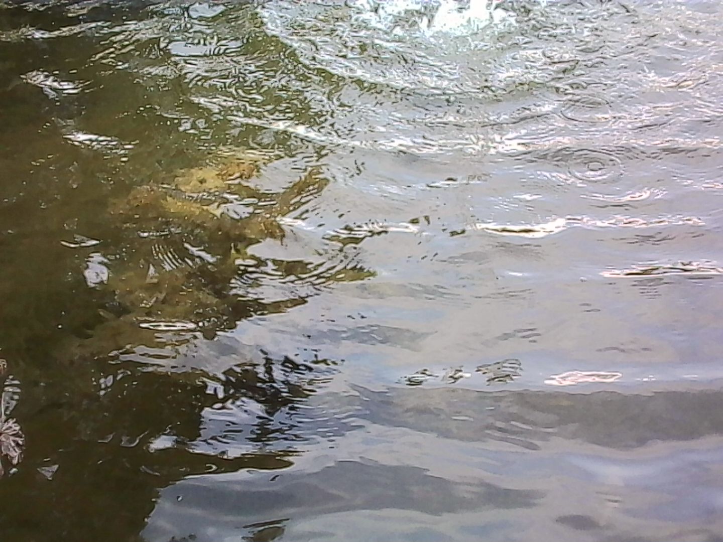 Descripción de la imagen